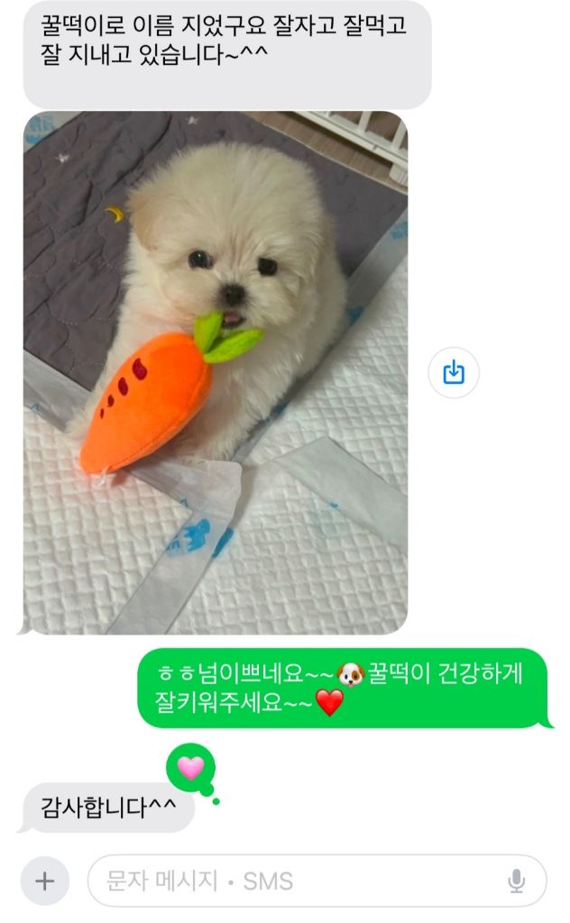 꿀떡 후기사진