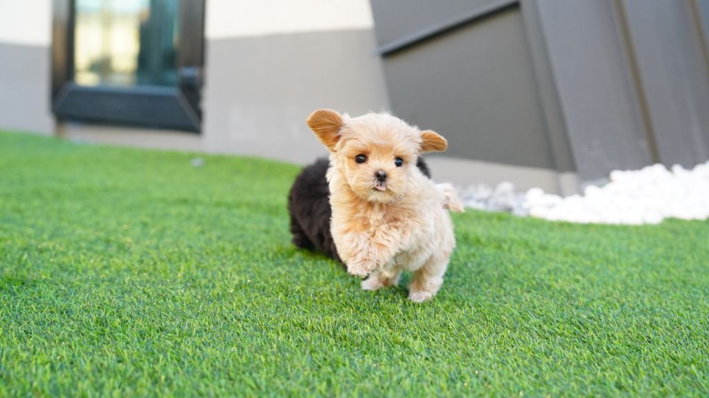 잔디 위 강아지